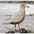 Immature. Note: heavy pink bill with black tip Immature. Note: heavy pink bill with black tip