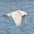 Immature in flight. Note: pale complexion, heavy pink bill with black tip. Immature in flight. Note: pale complexion, heavy pink bill with black tip.