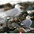 Adult nonbreeding (note: primary tips paler than mantle) with Herring Gull on the right. Adult nonbreeding (note: primary tips paler than mantle) with Herring Gull on the right.