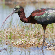 Note: dark iris and thin white line on face. Note: dark iris and thin white line on face.