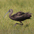 Non-breeding plumage Non-breeding plumage