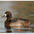 Female. Note: evenly rounded head and broad nail on tip of beak. Female. Note: evenly rounded head and broad nail on tip of beak.