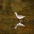Note: thick, long bill with pale base. Note: thick, long bill with pale base.