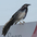 Male. Note: long keel-shaped tail. Male. Note: long keel-shaped tail.