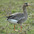 Adult Adult