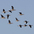 Flock in flight. Note: black marks on adults. Flock in flight. Note: black marks on adults.