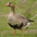 Adult. Note: orange legs and black marks on belly. Adult. Note: orange legs and black marks on belly.