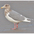 Adult nonbreeding Adult nonbreeding