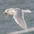 Adult nonbreeding Adult nonbreeding