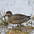 Female. Note: strong eye line and cap and buffy streak on rear. Female. Note: strong eye line and cap and buffy streak on rear.