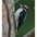 Male. Note: red on crown, long bill, and unmarked outer tail feathers. Male. Note: red on crown, long bill, and unmarked outer tail feathers.