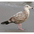2nd winter. Note: pink bill with black tip, pale eye 2nd winter. Note: pink bill with black tip, pale eye