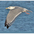 Adult nonbreeding in flight. Note: pale eye and dark underprimary tips. Adult nonbreeding in flight. Note: pale eye and dark underprimary tips.