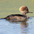 Female. Note: brown crest Female. Note: brown crest