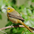 Female. Note: pale edged coverts and long slightly curved bill. Female. Note: pale edged coverts and long slightly curved bill.