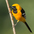 Male. Note: black face and bright orange body. Male. Note: black face and bright orange body.