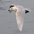 Juvenile. Note: very pale overall. Juvenile. Note: very pale overall.