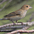 Female. Note: pale throat and lightly streaked breast. Female. Note: pale throat and lightly streaked breast.