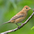 Juvenile Juvenile