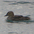 Female Female