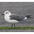 Adult nonbreeding Adult nonbreeding