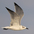 Adult nonbreeding Adult nonbreeding