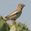 Female. Note: large head and white wing bar. Female. Note: large head and white wing bar.