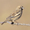 Winter plumage. Note: black smudged face. Winter plumage. Note: black smudged face.