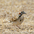 Note: bold face pattern and white breast with central dark spot. Note: bold face pattern and white breast with central dark spot.