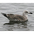 1st summer. Note: dark primaries and upper wings and pale head. 1st summer. Note: dark primaries and upper wings and pale head.