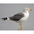 Adult nonbreeding. Note: dark gray mantle and yellow legs Adult nonbreeding. Note: dark gray mantle and yellow legs