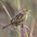 Note: grayish auriculars with buffy orange supercilium and malar stripe. Note: grayish auriculars with buffy orange supercilium and malar stripe.