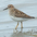 Note yellow legs, shorter bill, and brownish back. Note yellow legs, shorter bill, and brownish back.