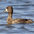 Female. Note: peak on back of head. Female. Note: peak on back of head.