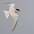 Adult breeding in flight. Note: white forehead, yellow bill with black tip and two black primaries. Adult breeding in flight. Note: white forehead, yellow bill with black tip and two black primaries.
