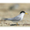 Adult breeding. Note: white forehead and yellow bill with black tip. Adult breeding. Note: white forehead and yellow bill with black tip.