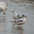 Immature (1st winter) in front of 1st winter Bonaparte's Gull. Note: bright red legs, dark carpal bar on wing and dark cap. Immature (1st winter) in front of 1st winter Bonaparte's Gull. Note: bright red legs, dark carpal bar on wing and dark cap.