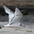 Immature (1st winter) in flight. Note: dark carpal bar on top of wing and dark cap. Immature (1st winter) in flight. Note: dark carpal bar on top of wing and dark cap.