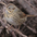 Note: slender bill, buffy malar, and crisp streaks on buffy breast. Note: slender bill, buffy malar, and crisp streaks on buffy breast.