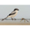 Adult with prey. Note: short bill, broad black mask, white throat, and darker gray cap and back. Adult with prey. Note: short bill, broad black mask, white throat, and darker gray cap and back.