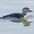 Juvenile Juvenile