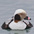 Male in winter plumage. Male in winter plumage.
