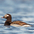 Male, breeding (summer) plumage. Male, breeding (summer) plumage.