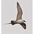 Adult breeding (lack barred undertail coverts). Long central tail feathers diagnostic. Adult breeding (lack barred undertail coverts). Long central tail feathers diagnostic.