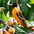 Male Male