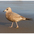 Immature (1st winter). Note: small pink bill with dark tip, pink legs, dove-like head. Immature (1st winter). Note: small pink bill with dark tip, pink legs, dove-like head.