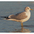 Adult nonbreeding. Note: smudgy head (compare to breeding) Adult nonbreeding. Note: smudgy head (compare to breeding)