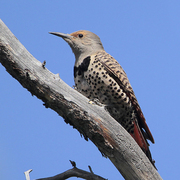Female  Female