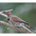 Male  Male