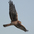 Female Northern Harrier. Note: streaked belly. Female Northern Harrier. Note: streaked belly.